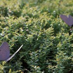 入口景觀雕塑完工實(shí)景圖