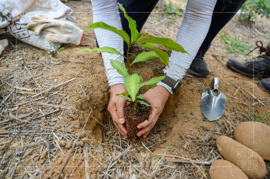 由新業(yè)建設(shè) 卓勝隆 董事長種下新業(yè)團(tuán)隊的第一棵小樹苗，滿懷心中希冀，期盼平安順利長大，為大肚山增添另一份生機(jī)。