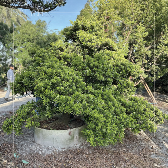 作為入口意象的『羅漢松』，四季常青、沉穩(wěn)長成，象徵幸福安康與傳承，枝幹柔韌、抗風性強，可謂是造景設計的首選。