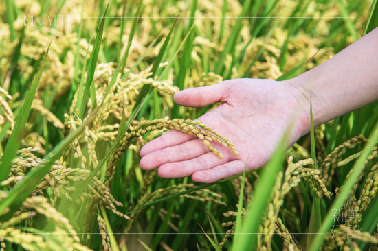 契作認(rèn)養(yǎng)15載，霧峰小農(nóng)對(duì)於自然農(nóng)法無(wú)農(nóng)藥、無(wú)化肥的堅(jiān)持，新業(yè)守護(hù)這份對(duì)土地的溫柔心意，讓善與美在這片大地持續(xù)傳遞。