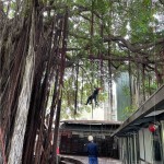 幫樹修剪也需要「望、聞、問、切」，確認好受傷枝葉的樹幹，全副武裝攀上枝頭。