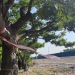 以紅色緞帶為記，牽起與新業(yè)的緣分，等待時機，在新的落腳處延續(xù)自然與人的美好記憶。