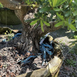 測量間距，錯落規(guī)劃樹種位置，為景觀增添視覺層次，呈現(xiàn)建築與自然交織的四季框景。