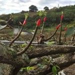 將開而未開的梨兒，是否像極了梨樹仰頭，謹以綠中帶白的嫩芽向天示好。