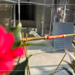 以一段金色鋼筋作為象徵性儀式，也象徵著建築主體已接近完工。