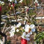 嫩芽綻出梨花後，梨花的任何動靜，蜜蜂總是先一步知道。忙著授花粉，提高梨兒結果率，小蜜蜂不愧是小農的好幫手！