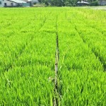 感謝大地之母賜與我們的食糧。