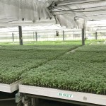 幼苗時期，給番茄最好的養(yǎng)育環(huán)境，以免受蟲擾溫室環(huán)境悉心呵護，為維持番茄的授果效率，夜晚也會啟動抽風機幫助降低溫度。