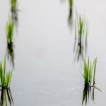 「水深苗過(guò)半，以不淹苗心為準(zhǔn)，以水護(hù)苗，以水恆溫?！怪v究的細(xì)節(jié)，成就未來(lái)的果實(shí)。