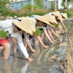 於契作認養(yǎng)的霧峰田間，同仁們親身下田體驗插秧盛事，感受來自大地的生命力！