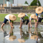 新業(yè)以實(shí)際行動(dòng)參與農(nóng)作，雙腳踏在柔軟的田裡，彎著腰將一株株秧苗種下，手把青秧插滿田，感恩腳下每一寸土地，步步講究、守候與疼惜。