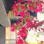 春天來了很有感，紅花繼木盡情綻放纖細(xì)的瓣兒，它的花語是「幸福與相伴一生」，大塊森鄰將祝福寄予此樹，願(yuàn)往後歲月靜好，讓日常沉澱出摯美與安好。