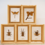 Amo老師因兒子的無心插柳，創(chuàng)造出別無以往的新穎手作課，至今的作品高達30多種，件件作品猶如工藝品般細緻完美。