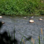 實(shí)際走覽筏子溪，環(huán)境絕對會是我們最棒的老師。及時(shí)將垃圾排除於他們的棲息處，也可以減少小動物們因廢棄物受傷的機(jī)會。