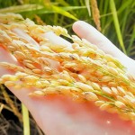 黃澄澄的臺(tái)農(nóng)71號(hào)稻子，散發(fā)出淡淡的芋頭香氣。