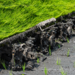 每一株都是農(nóng)民們辛苦的付出，散發(fā)著土壤、秧苗、陽(yáng)光交織的香味。