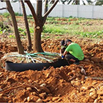 全樹冠移植與放根-宜家基地移到新業(yè)誠家