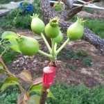 這是否看起來有點像「矮肥短」版的豬籠草呢？其實人家是還在幼兒的小水梨啦！跟食肉性植物不同，水梨不必等別人落入陷阱，而是奮力讓自己的料變得更飽滿充實，更具有可看性。