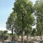 『樟樹』是常見的百年老樹，抗害力強、樹形挺拔優(yōu)美，是人行道與社區(qū)綠蔭中，象徵穩(wěn)定與長久的歲月風景。