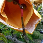 梨的養(yǎng)育與孩子的教育相當，在幼果期，梨子還沒有能力承擔外在風吹雨打，就需要一層保護避開農藥及任何汙染物，也因此，農民阿君每年收成的水梨送交農試所檢驗，報告都是農藥零檢出，連皮帶果肉都可放心吃！