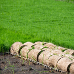 一捲捲的秧苗捲，為了方便搬運(yùn)不壓壞秧苗，層層疊疊，也方便後續(xù)秧苗機(jī)的使用。