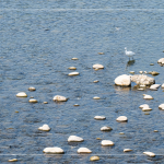 筏子溪，蘊(yùn)含著無數(shù)個小生命，牠們的家園，需要你我共同維護(hù)，一起守護(hù)河川；守護(hù)海洋；守護(hù)地球。