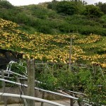 如果說梨花海是低調安靜，那麼梨子套袋後滿山滿谷黃澄澄的畫面，看起來則如質樸中帶點不容忽視的貴氣性格。