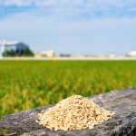 綿延近2.6萬(wàn)坪的契作面積，從翠綠秧苗到金黃稻浪，是農(nóng)友們?nèi)杖招羷诔删偷呢S碩果實(shí)，更多是對(duì)這片土地的溫柔與敬愛(ài)。