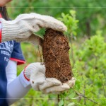 將樹苗種至植穴前，先將土球盤根的部分舒展開，以利樹苗種植後的根系發(fā)展。