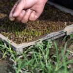 『小小的秧苗寶寶』，夏天需要蓋網(wǎng)子防止曬傷，冬天需要蓋不織布被子防止凍傷，並防止蟲(chóng)害，是農(nóng)民們寶貝的囡仔，悉心的呵護(hù)著。