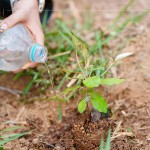 脫離盆栽後，最後一次的人為澆水，回歸大自然後，就需靠樹苗們獨立生長，吸收大自然的陽光、雨水，期盼健康長大。