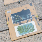 將擺放好素材的明信片，曝曬在太陽下約5~6分鐘，被植物與花卉覆蓋的部分將呈現(xiàn)白色，而未覆蓋的區(qū)域則會顯現(xiàn)出深邃的藍(lán)影。