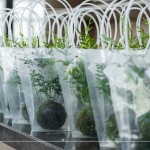 臺灣小小島嶼，富有700多種蕨類植物，60多種為臺灣原生種，致上『銀脈鳳尾蕨苔球』，為這場紙蕨手作時光，增添更多綠藝氣息。