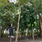 新業(yè)選樹條件相當(dāng)多，像這棵大花紫薇要看花期、排水率與落葉狀況，希望能提供住戶最理想愜意的森活環(huán)境。