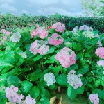 初綻的繡球花如戀愛中的少女，輕輕地聆聽花語，低低地訴說柔情…。