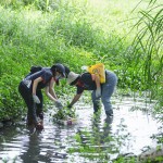當天除了撿拾垃圾，也將河裡的外來種植物移除，水芙蓉、布袋蓮──過去因為花形美麗而被引進臺灣，如今過度的繁殖影響水流，也排擠原生物種的棲息環(huán)境。
