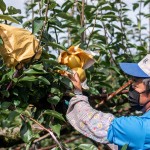 採(cǎi)收時(shí)，農(nóng)民滿懷期待的拆開(kāi)套袋，看到了一顆顆健康飽滿的梨子，這一年多少的辛勞都值得了！