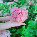 因繡球花一蒂有八蕊，狀似八仙相聚，因此獲「八仙花」之名。