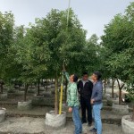 替樟樹量量身高，掌握生長狀況。