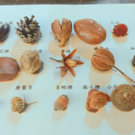 這些小小果實(shí)種子您認(rèn)得哪些呢？