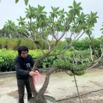 雀屏中選後的白水木，在腰間綁上紅絲帶作為標(biāo)示，「歡迎加入新業(yè)的大家庭，今後也要好好生長喔！」