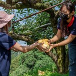 新業(yè)同仁小心翼翼地捧住梨子，遞給下方的守門(mén)員，就像是心傳心，默契盡在不言中。