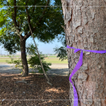 風(fēng)和日麗的冬日，新業(yè)職人團隊來到彰化縣溪州鄉(xiāng)、田尾鄉(xiāng)，為『築願景』嚴選心中理想的樹木。