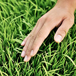 稚嫩青翠，這是益全香米的幼苗，稍後準(zhǔn)備動(dòng)工。