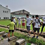 不光白白體驗(yàn)插秧，也要詳細(xì)了解生產(chǎn)稻米的來龍去脈。