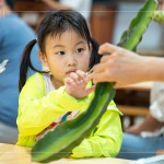 擷取火龍果的一小段莖，近距離觀察表面的尖刺、外觀紋理，經(jīng)由觸摸連結(jié)植物的生長記憶。