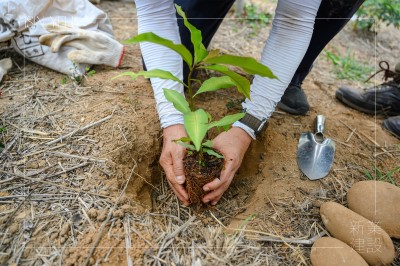 大肚山天然林復(fù)育_行動(dòng)公益｜種下永恆的森林